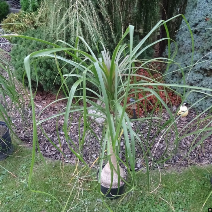 Nolina(Beaucarnea) stricta 500kč-průměr 12cm vyšší.jpg